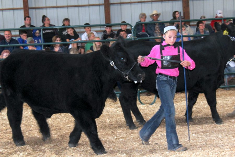 Ellie Robinson showing her steer ending up with first