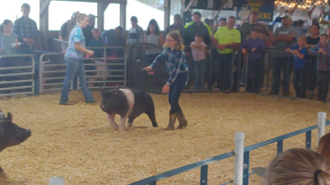 Iowa County Fair Swine Show