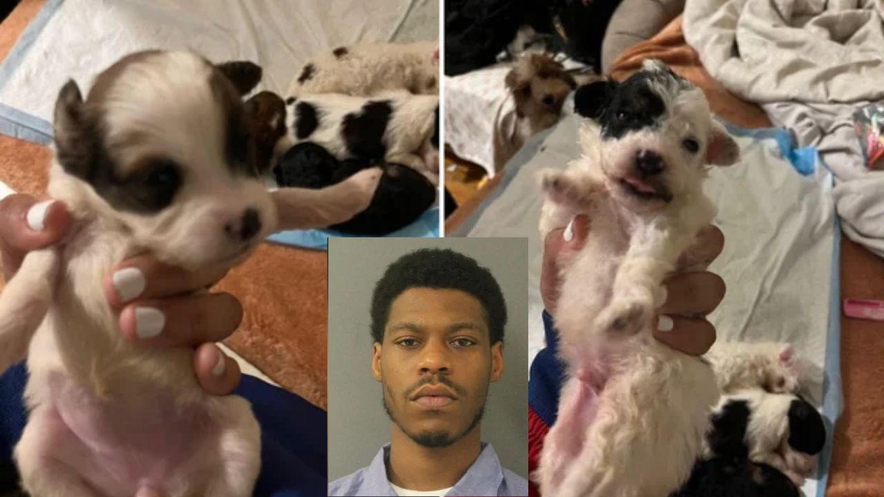 Baltimore Man Charged After Allegedly Stealing and Selling Seven Puppies Outside Maryland Mall