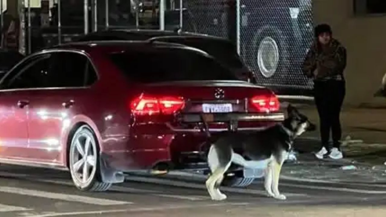 NYC Man Charged With Animal Cruelty After Dogs Dragged Behind Car in Queens