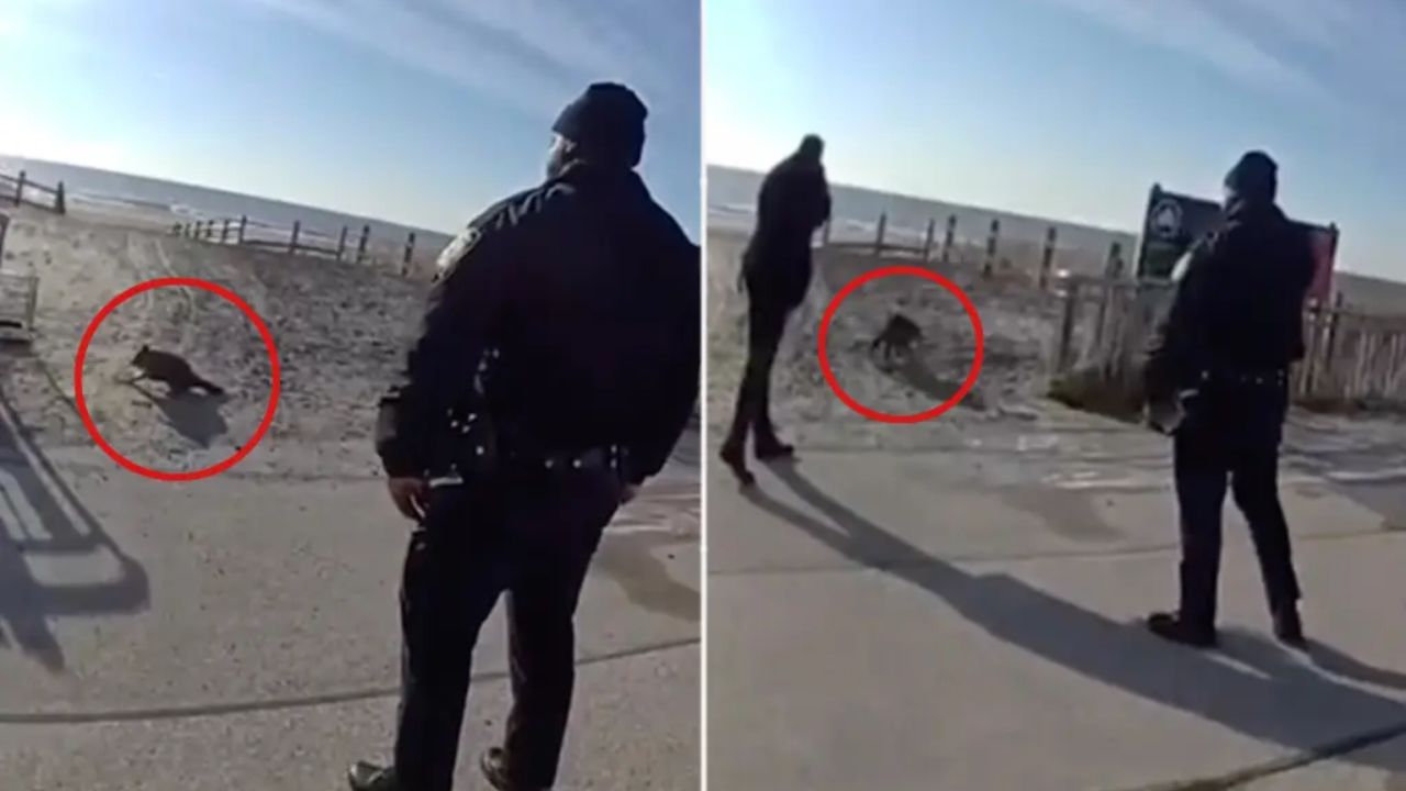 NYPD Officer Shoots Aggressive Raccoon on NYC Boardwalk, Placed on Modified Duty