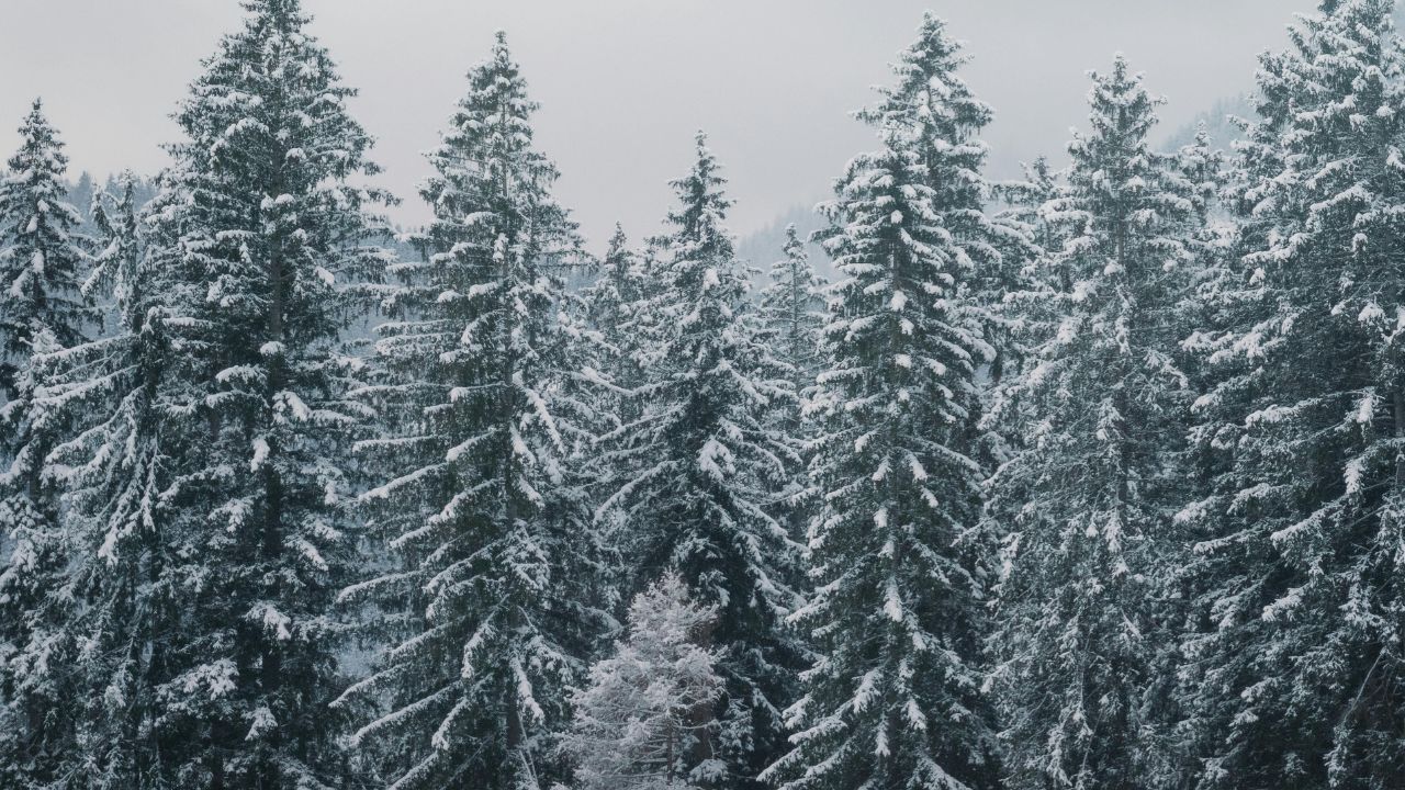 State College, Pennsylvania Weather Alert Today: Fog Early, Rain Builds, Snow Mix Possible This Weekend