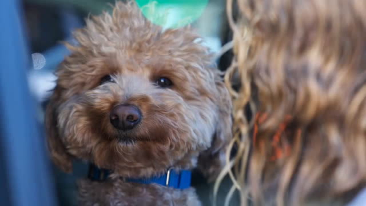 Abandoned Dog at Harry Reid Airport Finds Forever Home With Officer Who Rescued Him