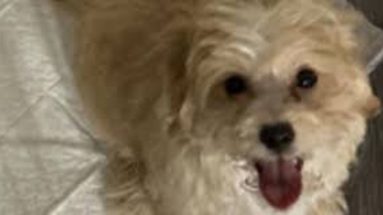 Brookhaven Police Department honored by PETA after rescuing puppy abused during Twitch livestream