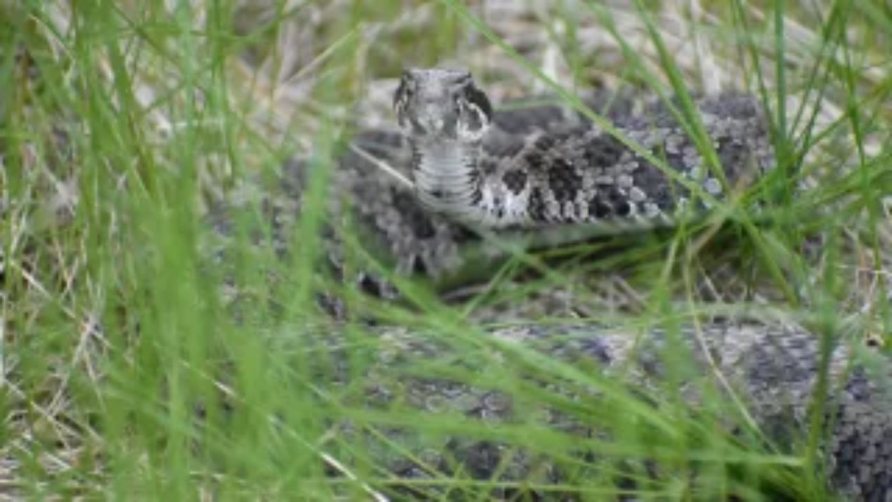 California Hiker Dies After Rattlesnake Bite as Early-Season Snake Activity Raises Concern