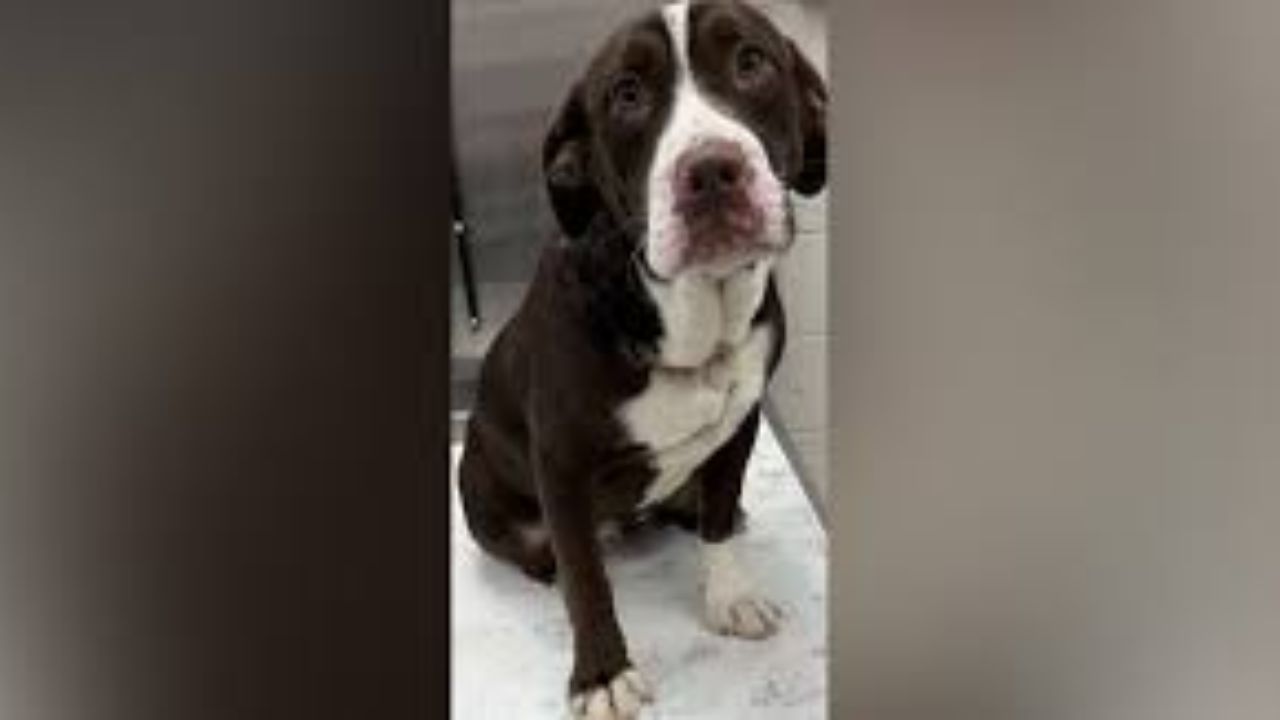 Dead Dog with Neck Laceration and Injured Dog Found Near Lake Hamilton — Animal Cruelty Investigation Underway