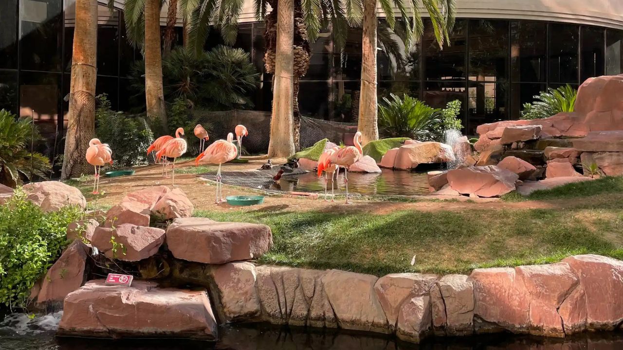 Tourist Accused of Abusing Flamingo After Taking Bird From Las Vegas Hotel Habitat