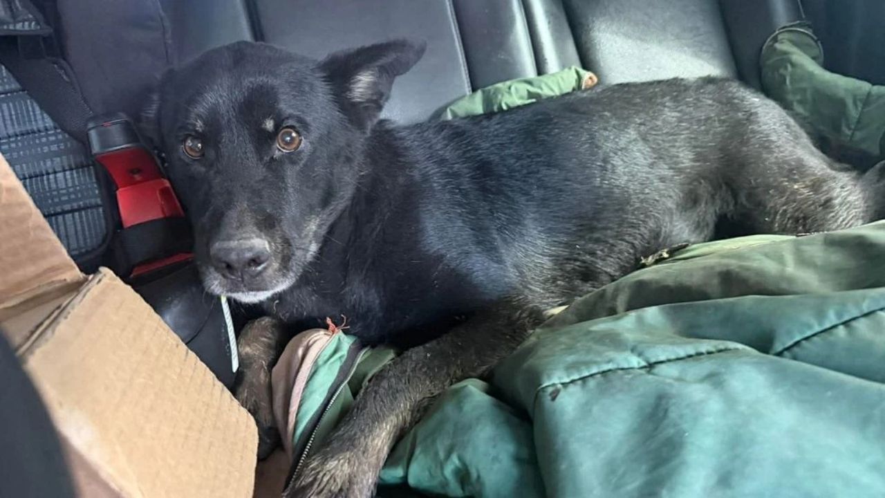 Woman Charged With Aggravated Animal Cruelty After Dog Found With Pelvis Fractures