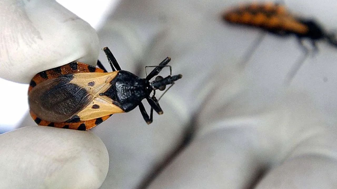 Deadly 'Kissing Bug' in Texas Backyard Kills Austin Puppy, Sparks Fear Among Pet Owners