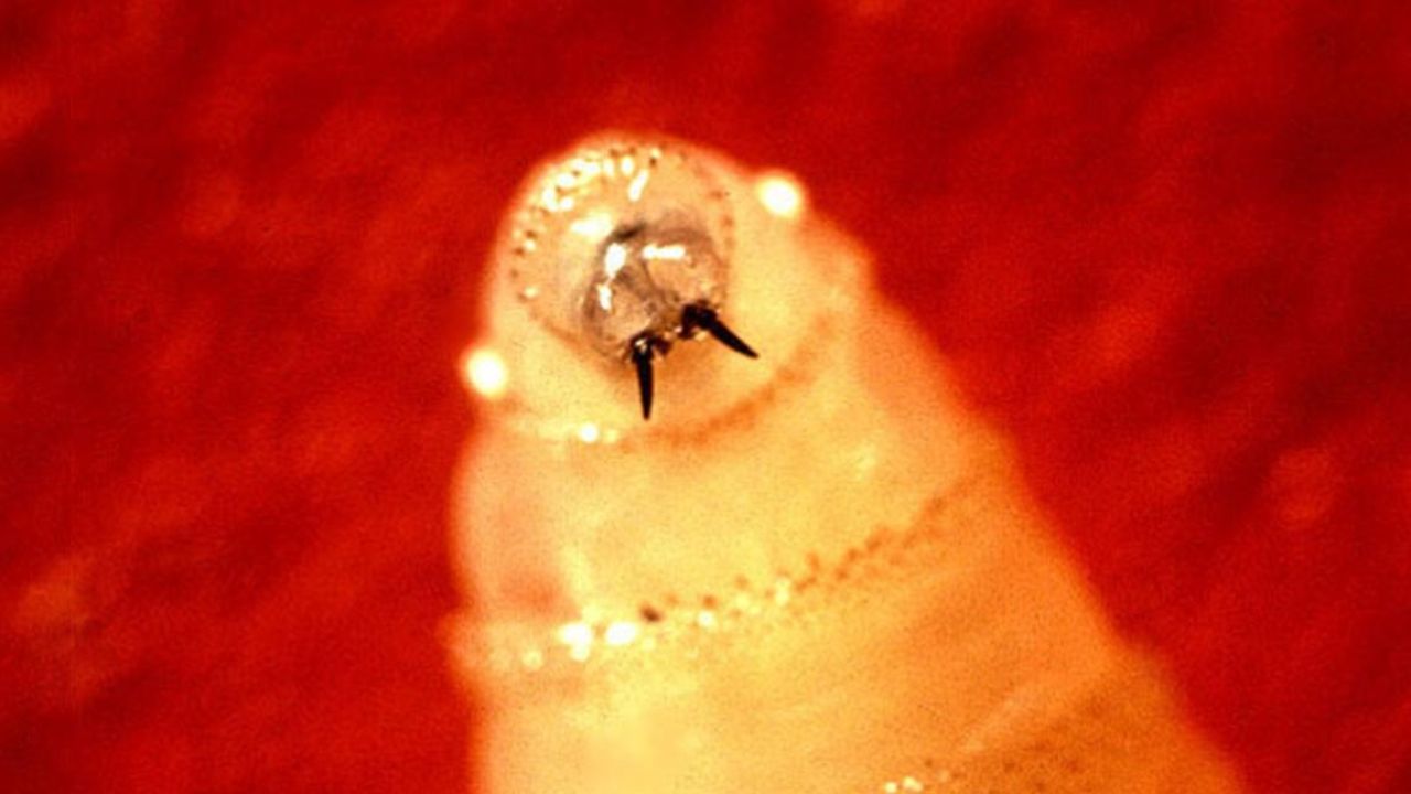 'Flesh-Eating' Parasite Now Just 90 Miles From Texas Border; Officials Issue Direct Warning to Ranchers