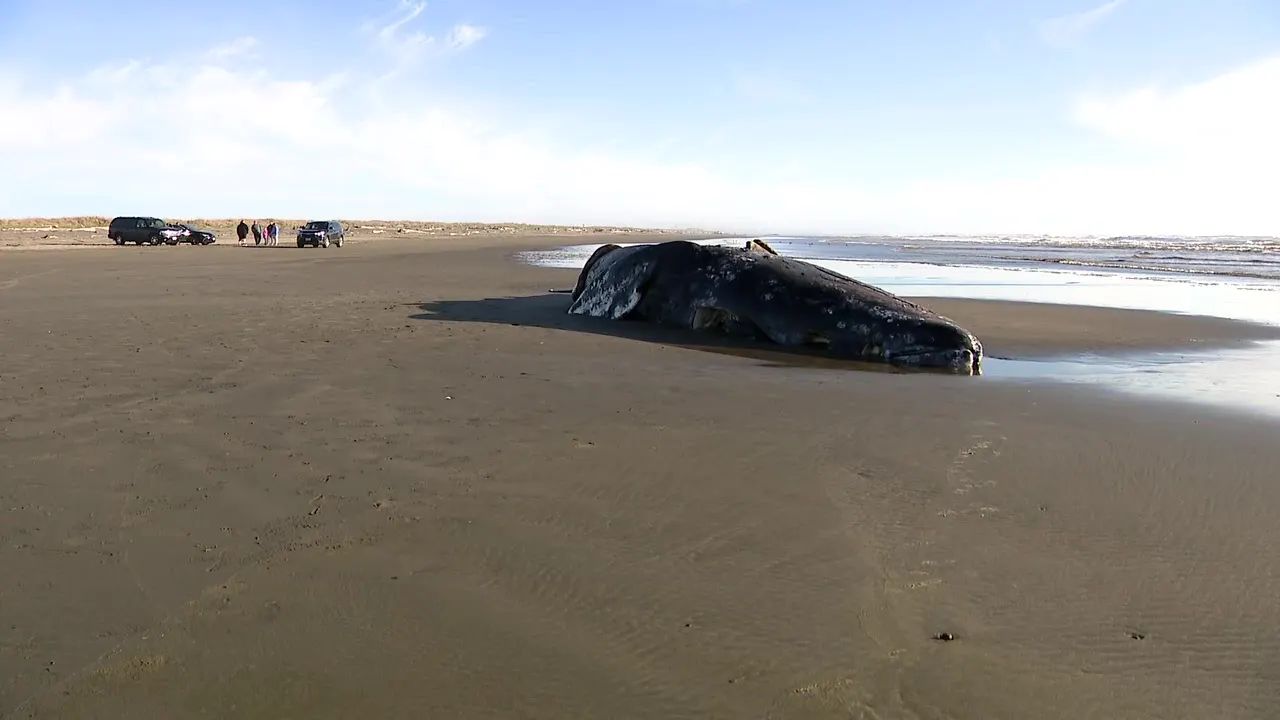 Grim Week on Washington Coast Three Malnourished Gray Whales Found Dead in Days