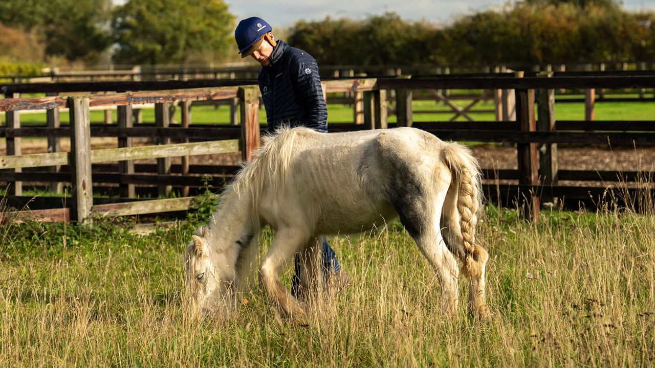 Local Rancher’s Rescue Effort Ends in Heartbreak The Story of Freyja the Foal