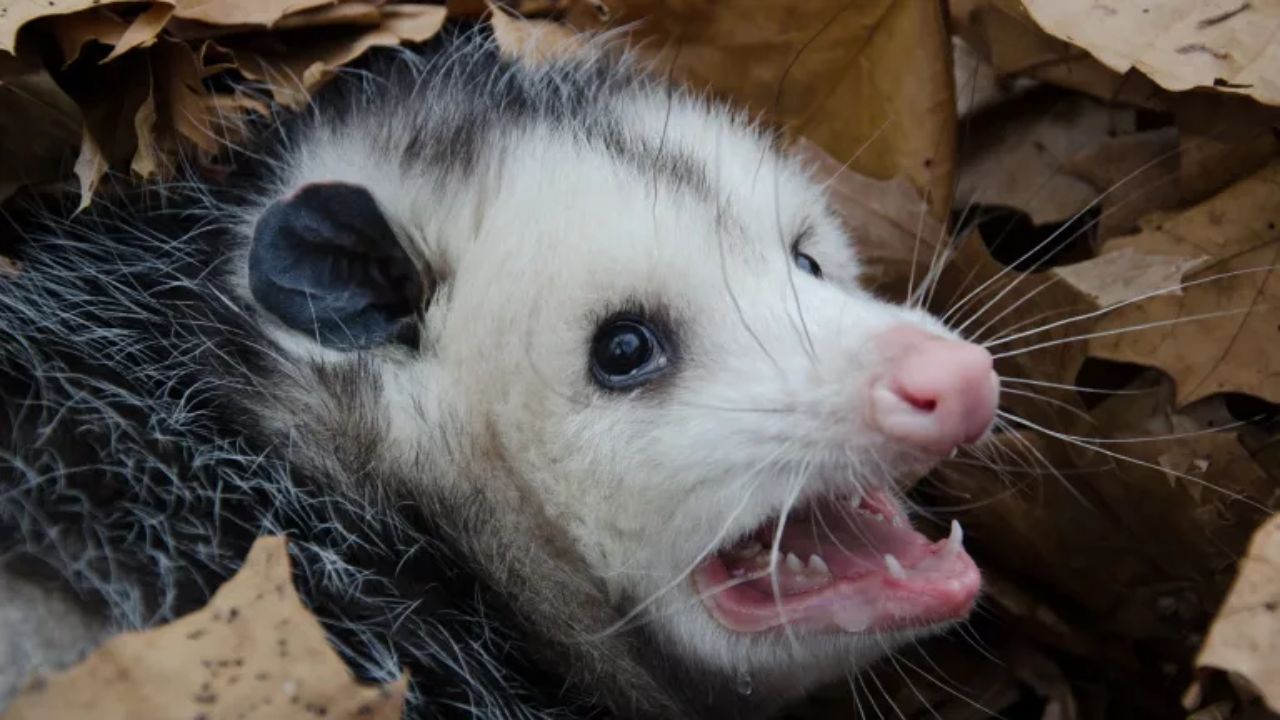 Opossums with Tracking Collars Florida’s Unconventional New Weapon in the War Against Invasive Pythons