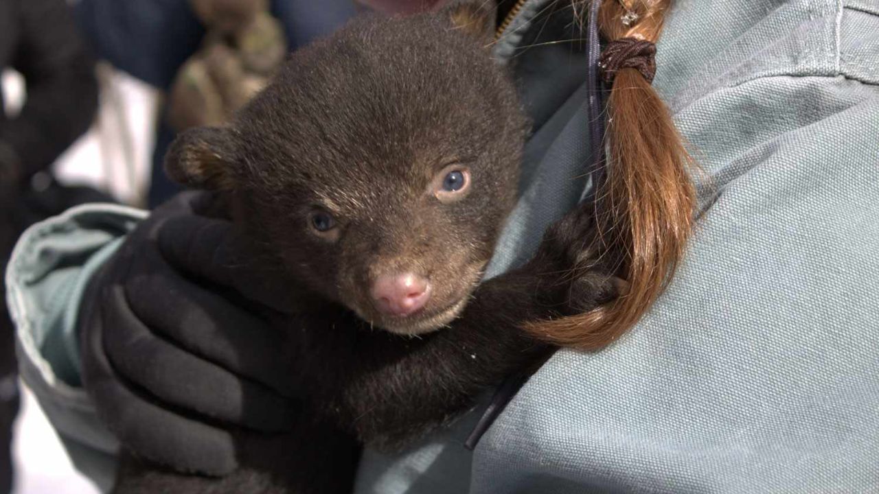 Over 12,000 Black Bears Waking Up in Michigan Residents Urged to Secure Neighborhoods
