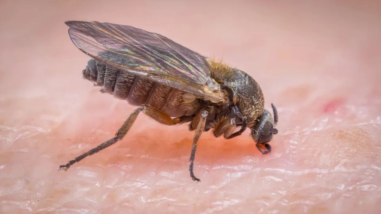 Painful 'Buffalo Gnats' On The Rise In San Gabriel Valley Foothills What You Need To Know