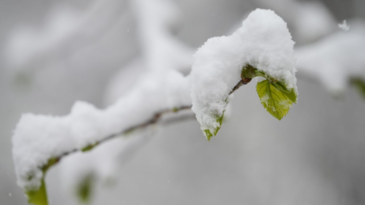 Spring Chill Alert Rainy Week Ahead to End With Potential Frost and Snow Showers