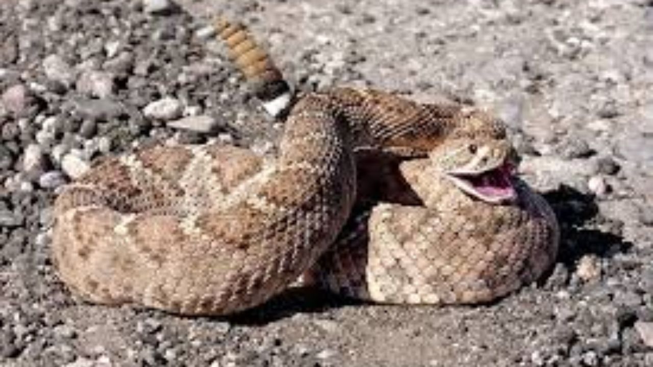 Third Fatal Snakebite of the Year Reported in California as Rattlesnakes Emerge Early