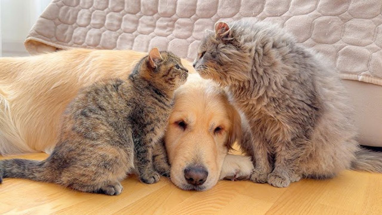 ‘Uncle Dog’ to the Rescue Golden Retriever Becomes Viral Sensation After Babysitting Litter of Kittens