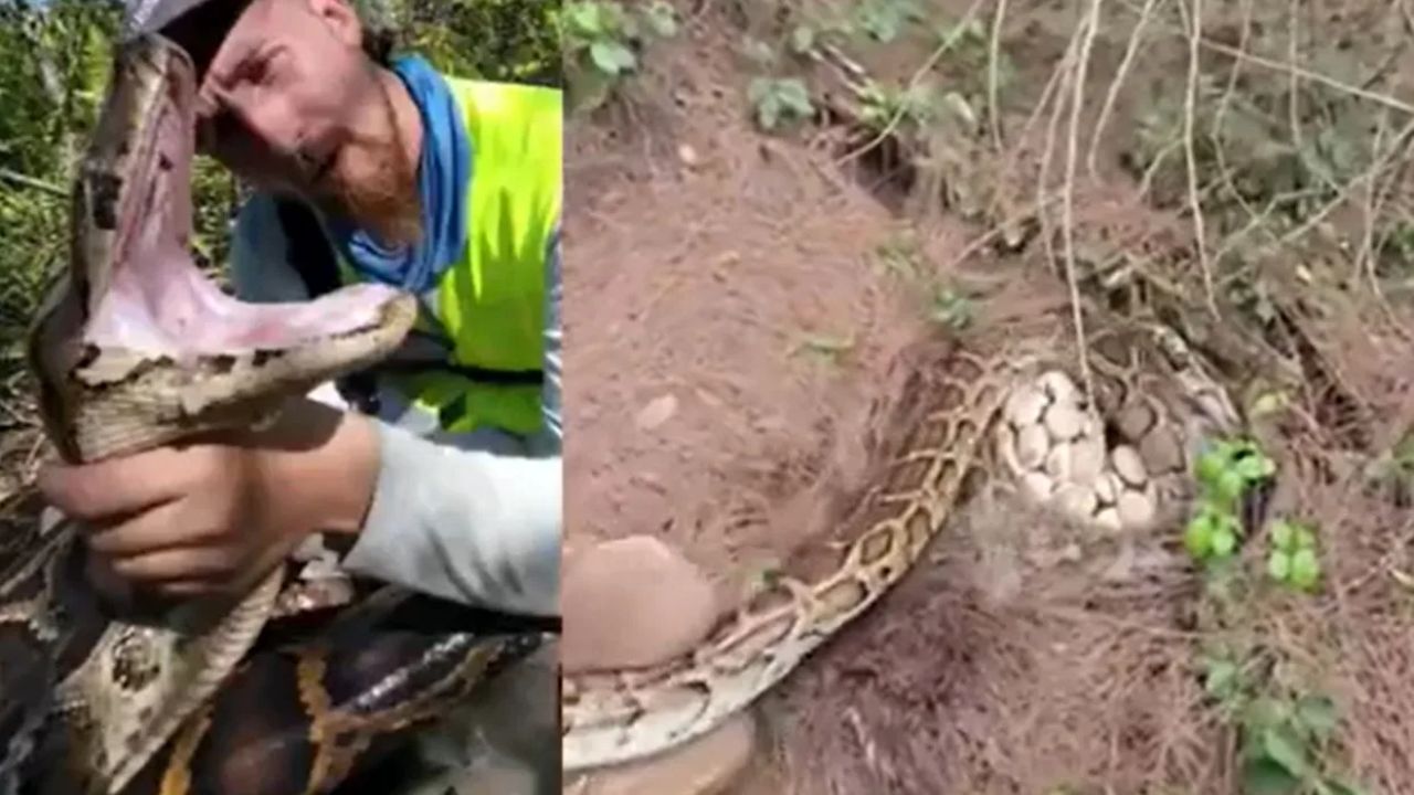 120 Invasive Python Eggs Uncovered In Florida Everglades