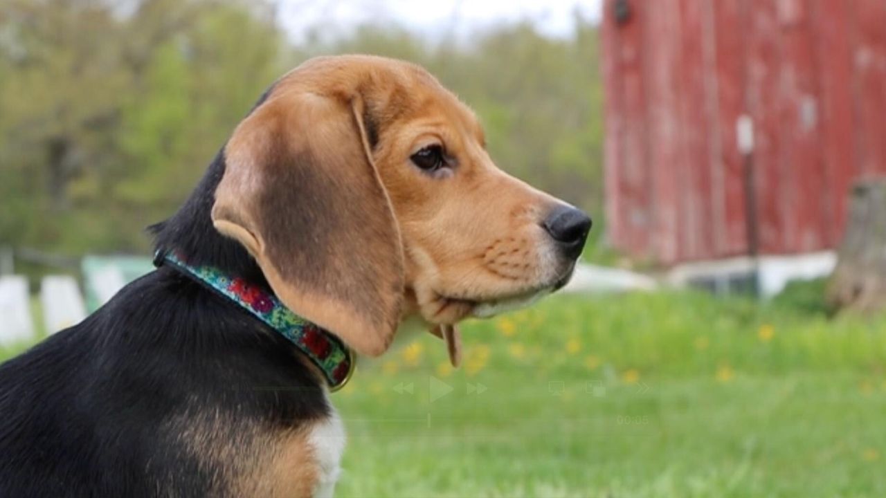 1,500 Beagles Freed From Wisconsin Research Facility Finding New Homes