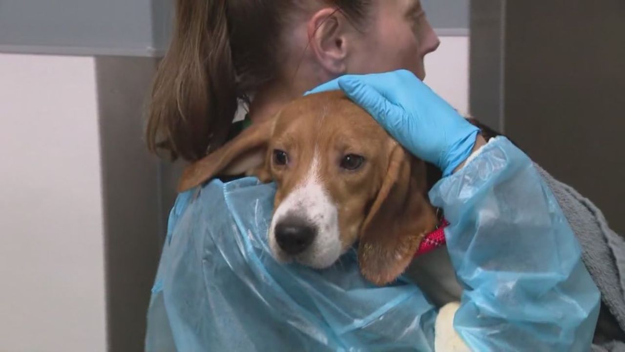 25 Rescued Beagles Arrive in Chicago After Mass Release from Wisconsin Research Facility