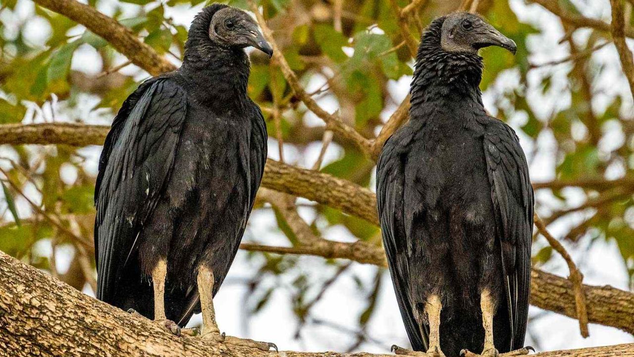 33 Protected Black Vultures Found Dead, Dumped In Great Smoky Mountains