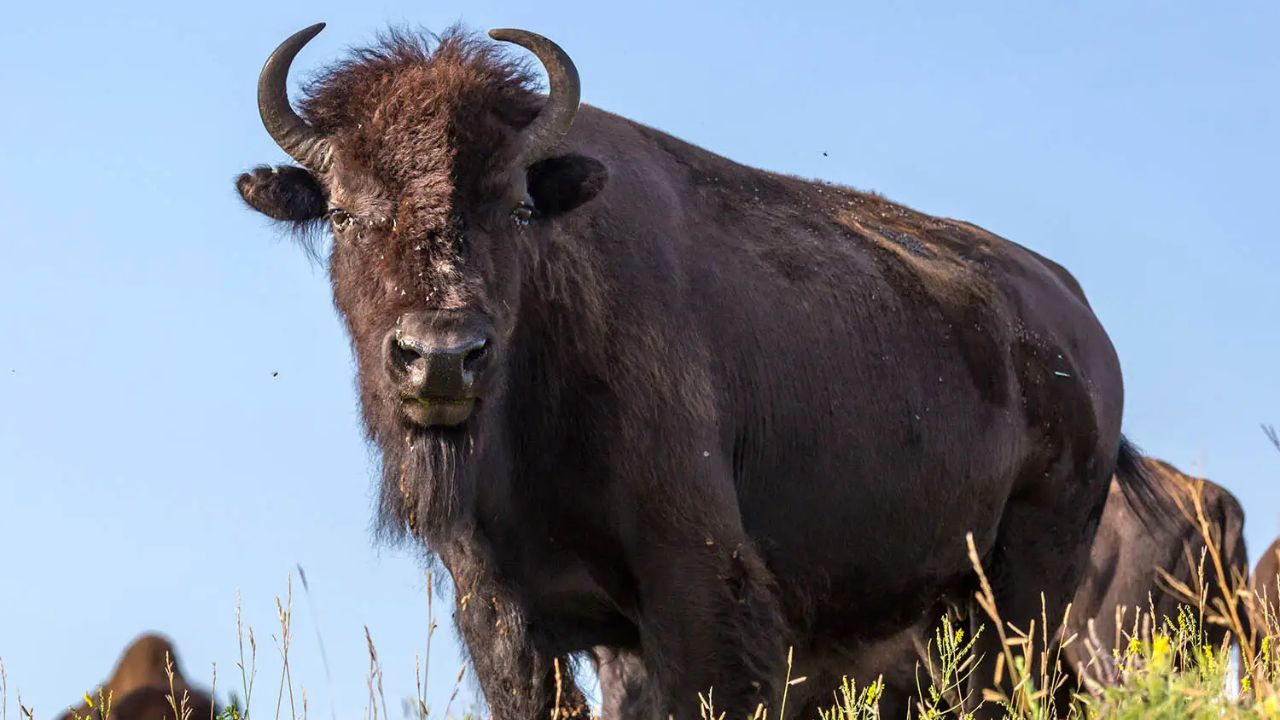 70-Year-Old Woman Killed After Bison Suddenly Charges During Hike With Husband in South Dakota