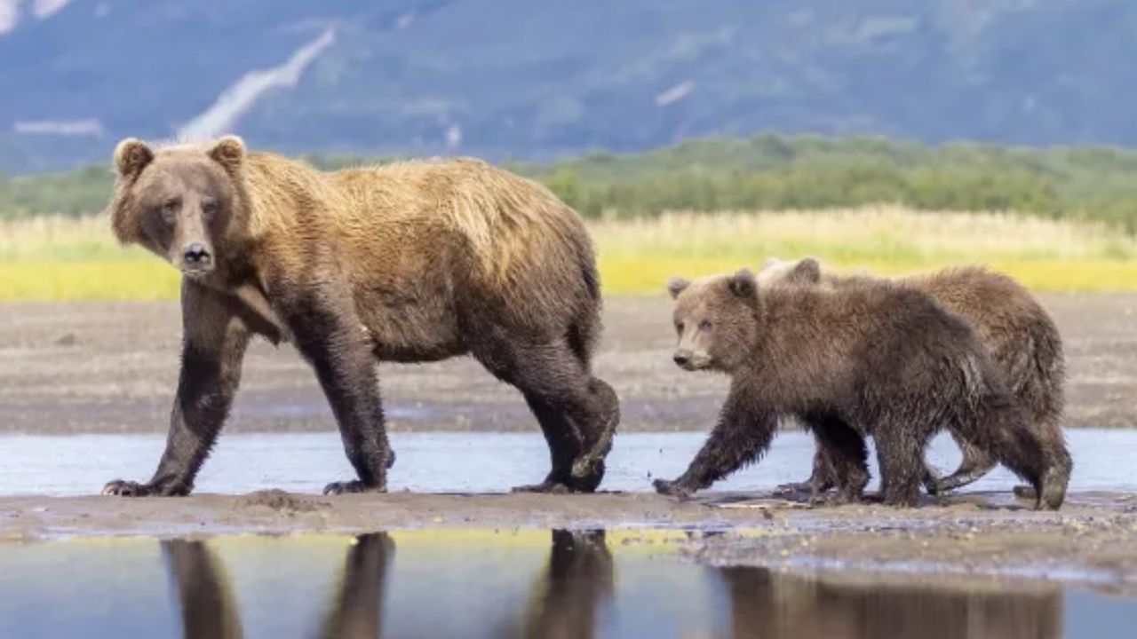 Alaska Approves Helicopter Bear Hunts as Struggling Caribou Herd Faces Collapse