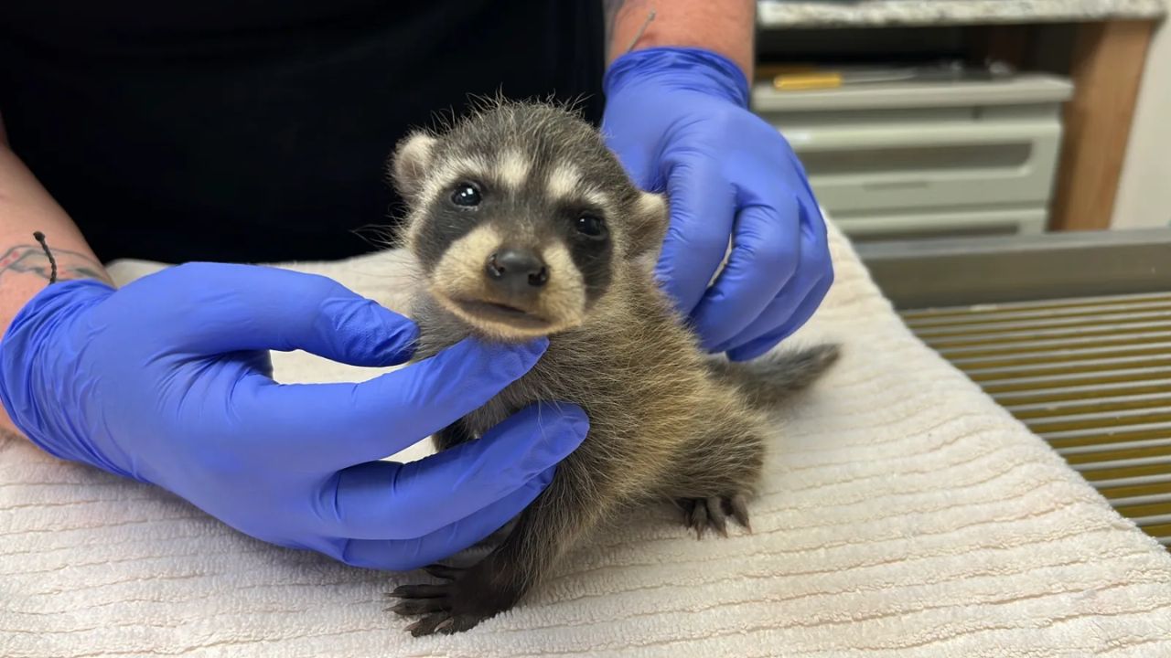Bay Area Wildlife Rescuers See Massive Surge In Orphaned Baby Animals