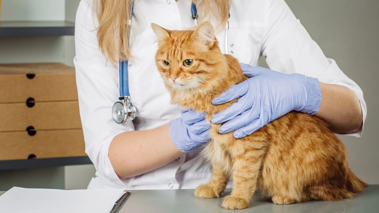 CDC Confirms First-Ever Evidence That Bird Flu May Have Spread From a Pet Cat to a Human