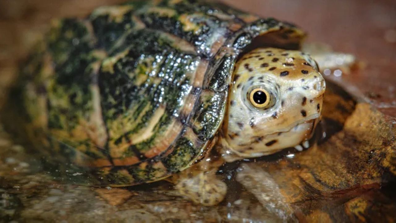 California Man Accused of Running Massive Turtle Smuggling Operation Involving Nearly 300 Protected Species