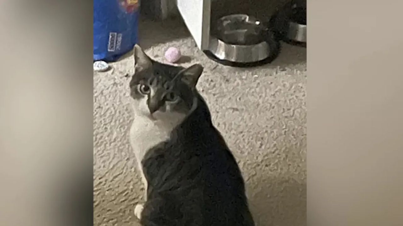 Cash Reward Offered For Missing Service Cat In Southwest D.C