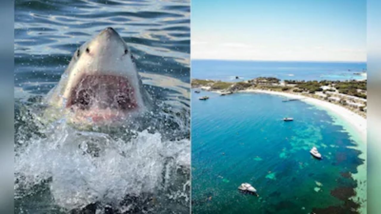 Diver Fatally Mauled By Great White Shark Off Rottnest Island