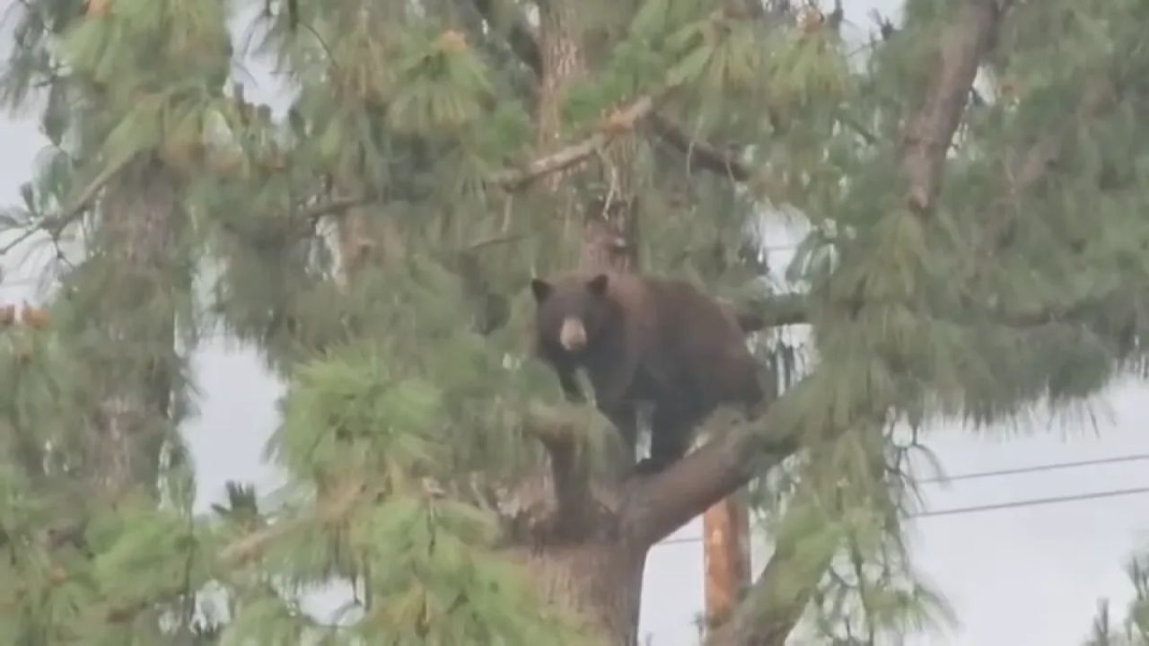 Hansen Dam Park Evacuated Large Bear Sighting Sparks Emergency Closure in San Fernando Valley