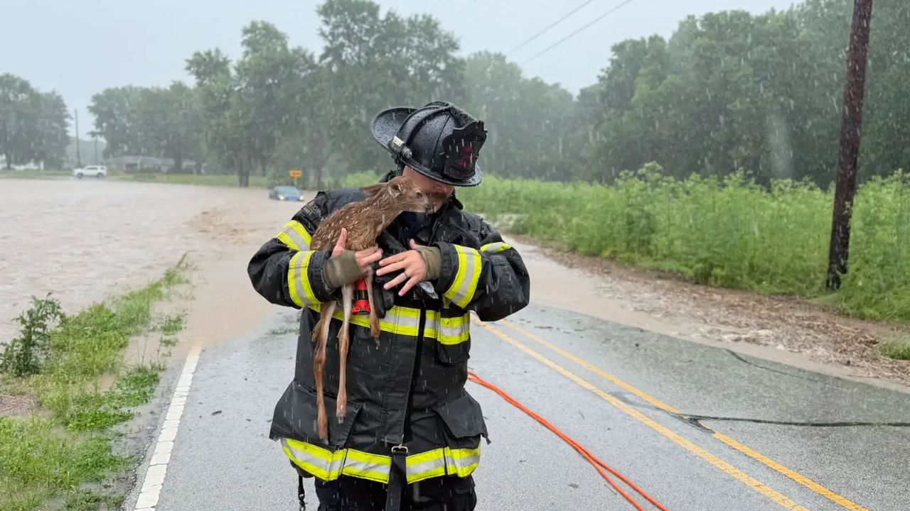 Indiana Firefighter Rescues Submerged Driver And Drowning Fawn