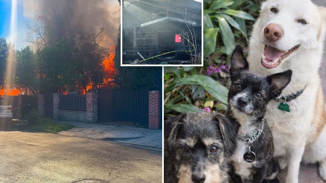 LA Homeowner Barred From Own Property Due To Squatter And Dog Attack