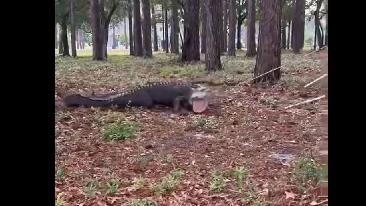 Massive 400-Pound Alligator Captured In Sunset Beach Neighborhood