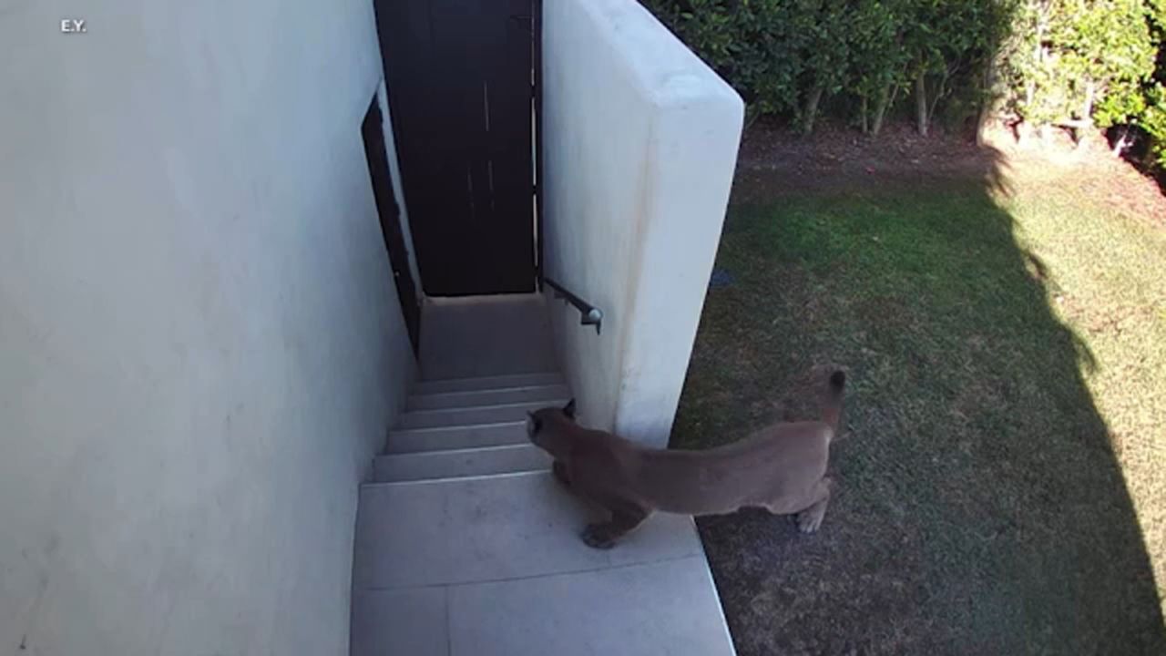 Mountain Lion Safely Captured In Santa Monica Neighborhood