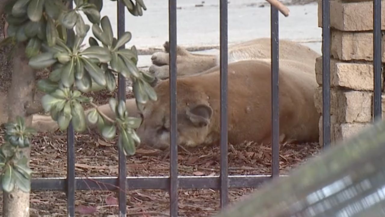 Mountain Lion Sedated After Hours-Long Standoff In Escondido Neighborhood
