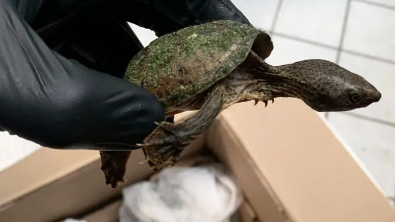 Nearly 2,000 Protected Florida Turtles Allegedly Poached and Sold Overseas in Massive $550K Wildlife Scheme