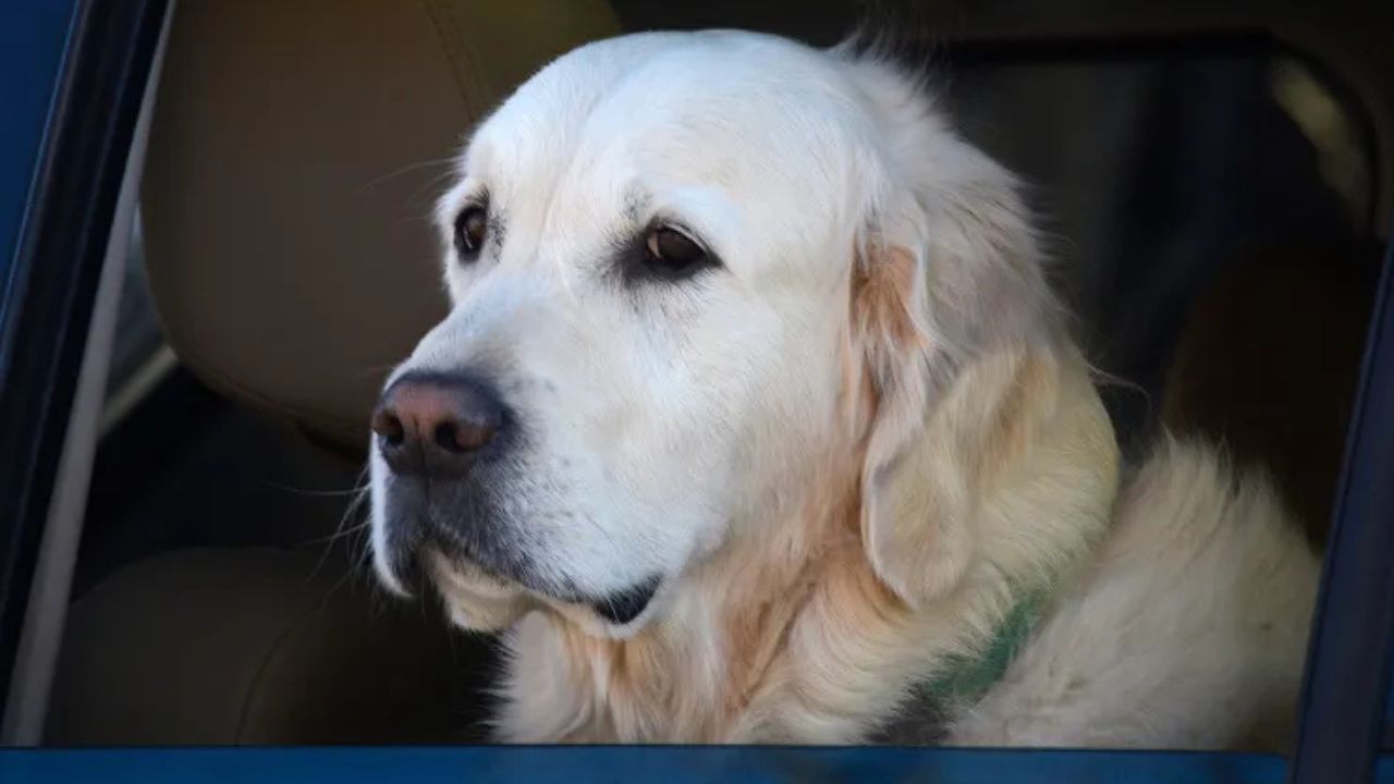 Nebraska Woman Shot After Dog Allegedly Triggered Loaded Shotgun in Parked Vehicle