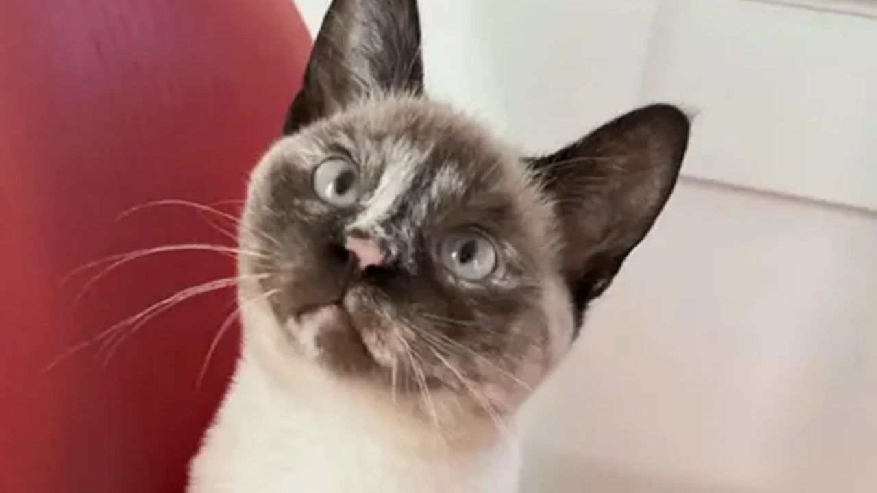 Oregon Cat Owner Wins Nearly $1 Million After Pet Dies from Bird Flu Allegedly Linked to Raw Cat Food