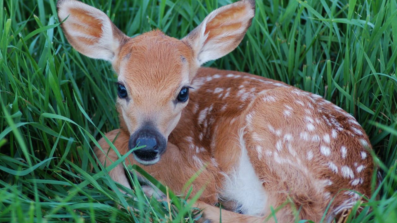 Orphaned Baby Fawn With Overbite Rescued In South Carolina