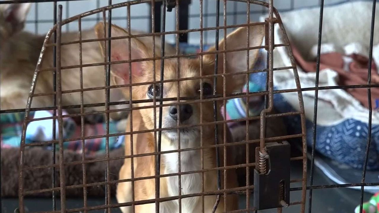 Over A Dozen Chihuahuas Rescued After Being Abandoned On Florida Roadside