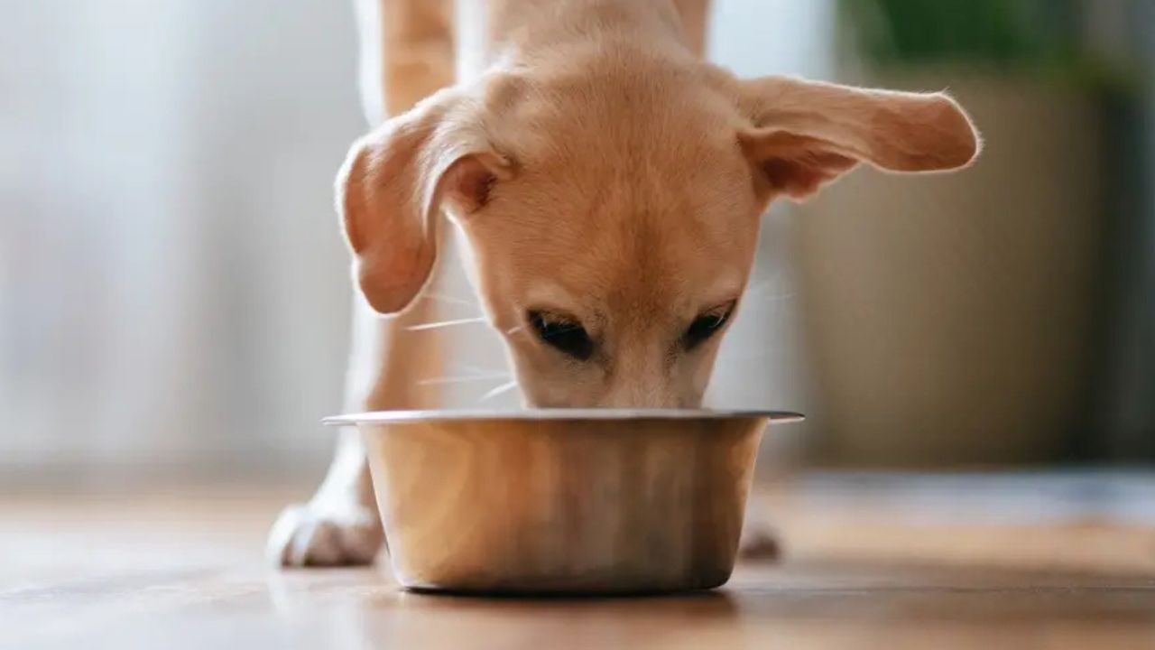 Pet Owners Urged to Throw Away Popular Dog Food After Dangerous Bacteria Detected in Every Tested Sample