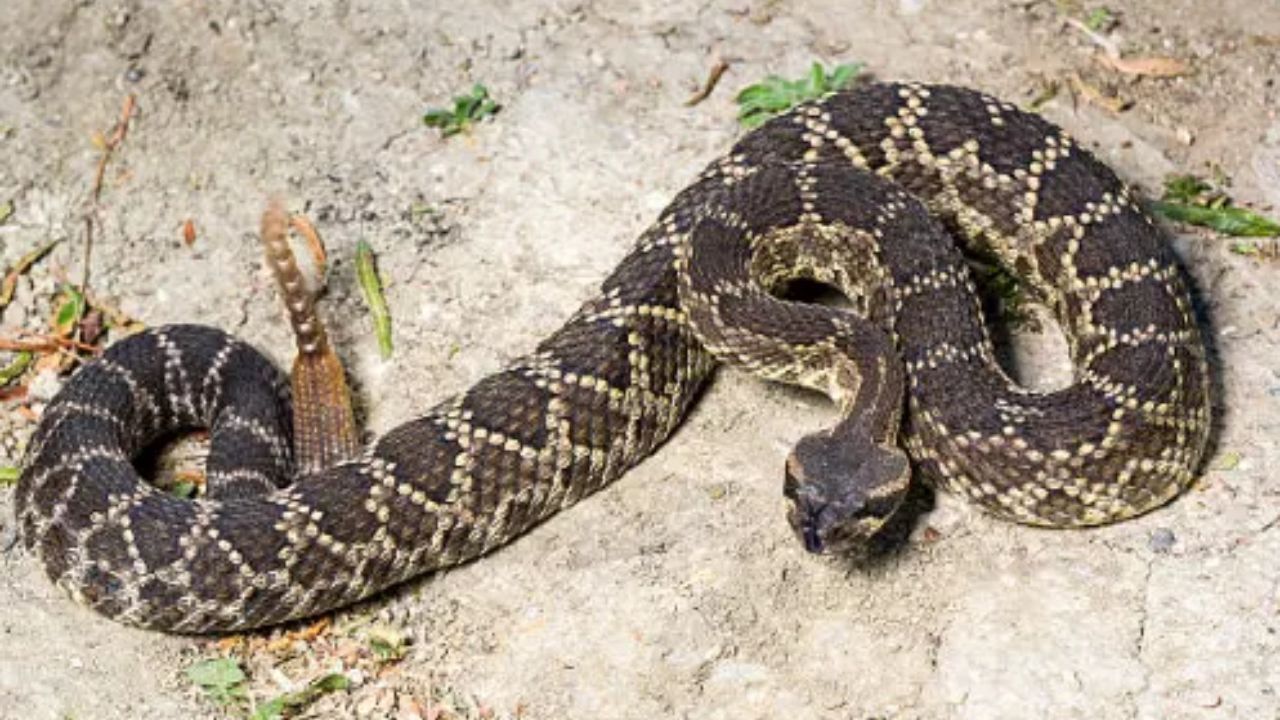Rattlesnakes Emerging Across Colorado Wildlife Experts Issue Safety Warning