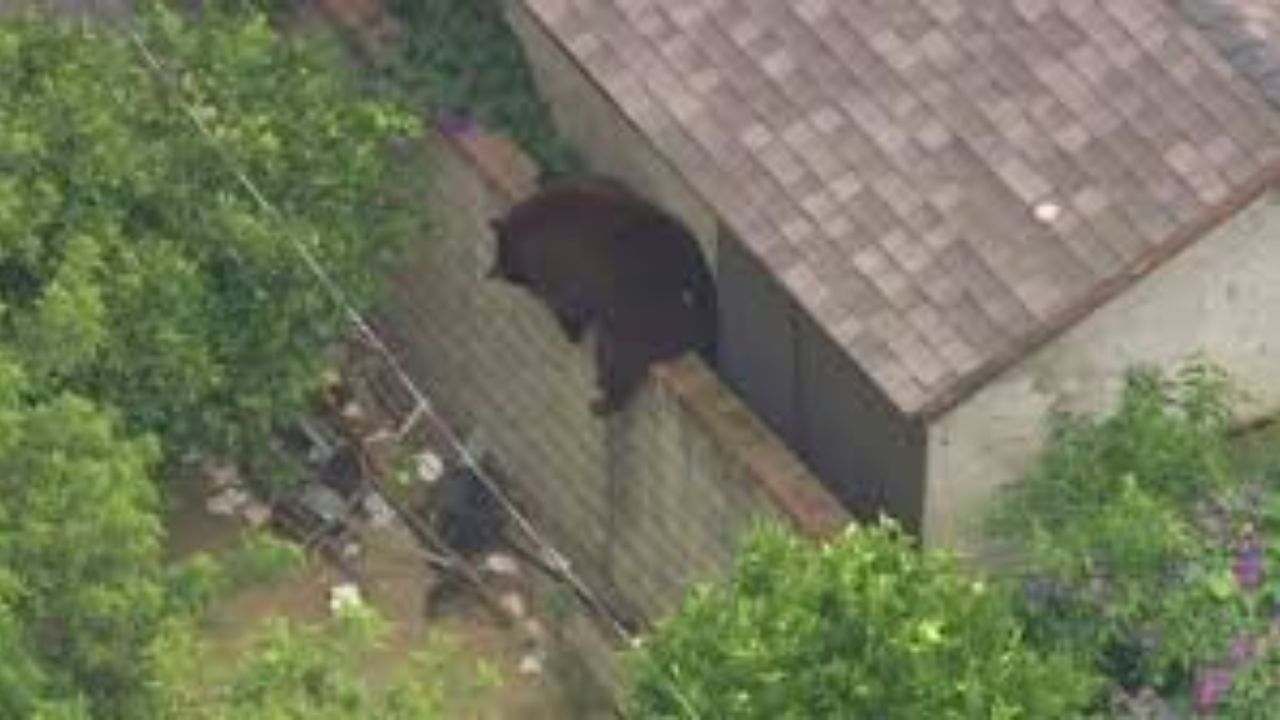 Santa Clarita Family Woken Up By Large Black Bear At Front Door