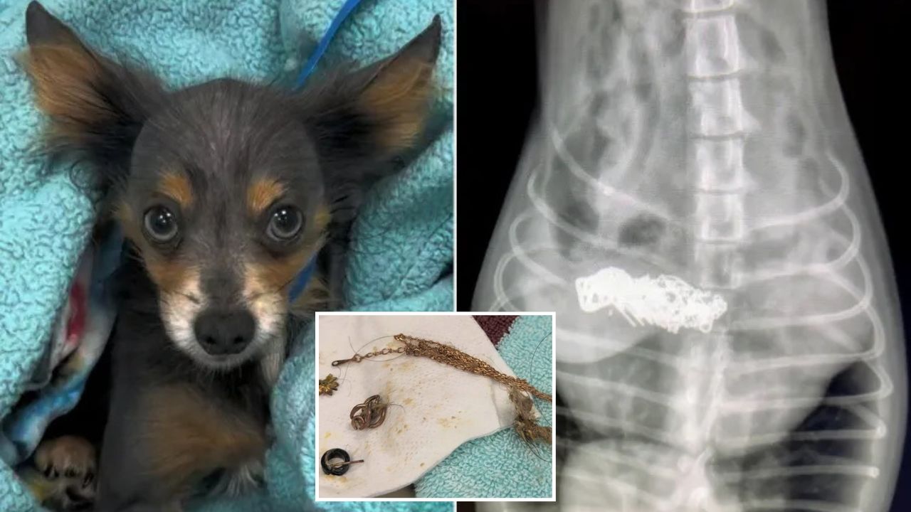 Stray Dog Taken in for Limp Shockingly Leaves Surgery After Vets Pull Gold Necklace From Stomach