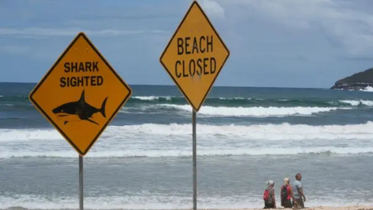Texas Teen Rushed to Hospital After Shark Attack During Attempt to Pull Animal Onto Boat