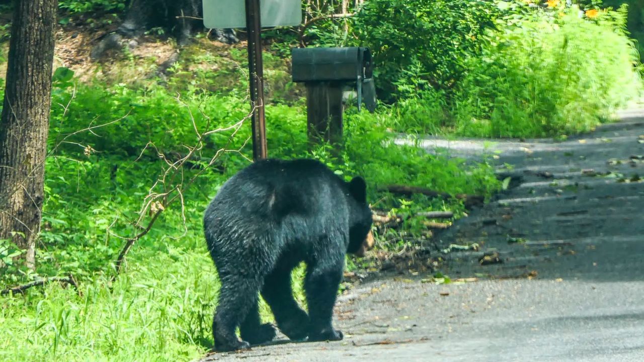 Bear Sighting Prompts Alpharetta School Lockdown, Police Warning